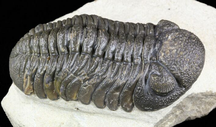 Prone Morocops Trilobite - Foum Zguid, Morocco #58440